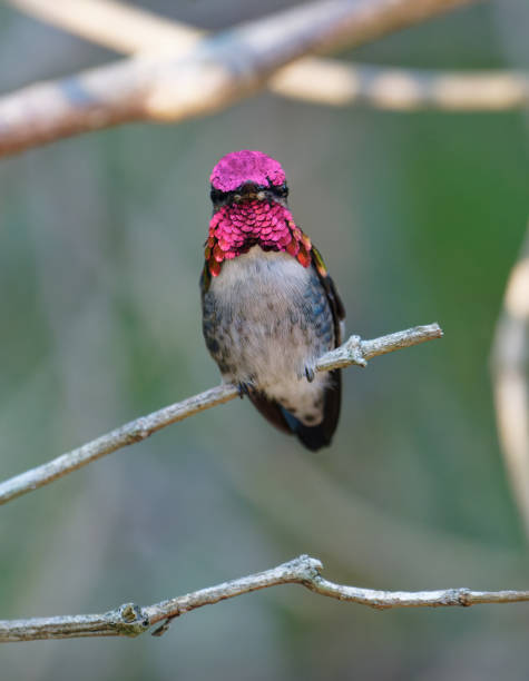 istock Cuban Bee Hummingbird male 2066203031