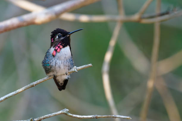 Hummingbirds survive in the forests of Cuba