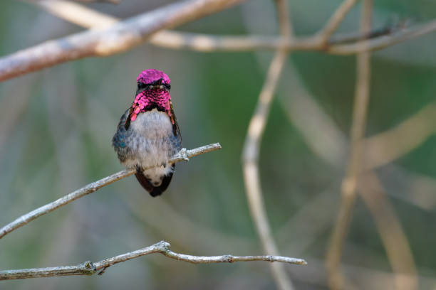 istock Cuban Bee Hummingbird male 2066204084