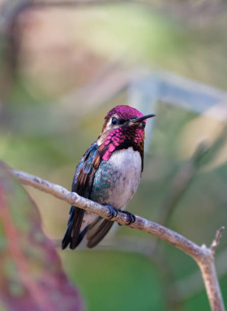 Cuban Bee Hummingbird male