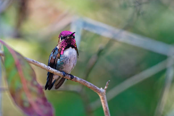istock Cuban Bee Hummingbird male 2066205114