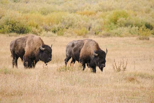 Two beautiful bisons roaming around in Yellowstone National Park, WY.