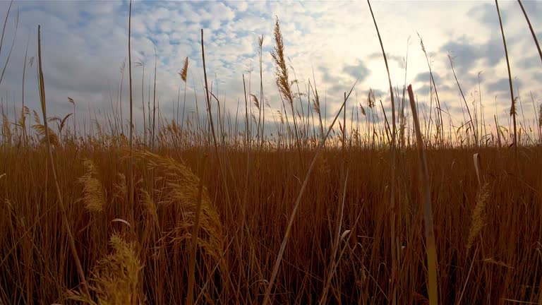 Tall Grass Under Cloudy Sky. Dry reeds swaying in gentle wind under at sunset in river swamp