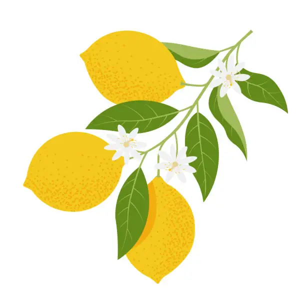 Vector illustration of Lemon branch. Vector illustration in flat style