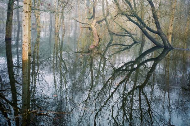 istock Reflection of trees in water. Spring flood. Park flooding. 2066221528