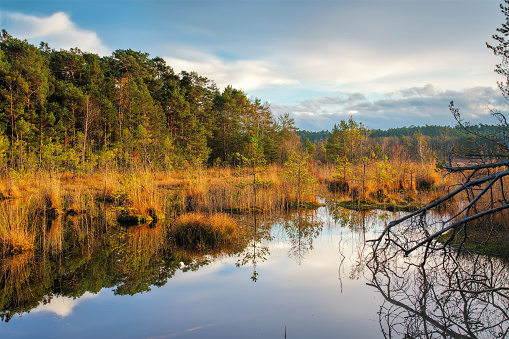 Macha Lake with swamp in Bohemia in autumn