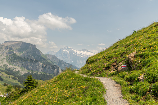 Beautiful summer view of a swiss alpine trail on a grassy mountain slope. Foothpath along the mountain sllope. Meadow with wild plants and flowers. Alpine mountains in the background.