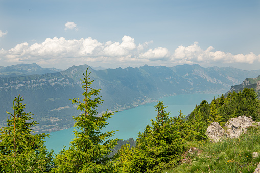 Beautiful summer view from the ridge trail between Schynige Platte and Loucherhorn mountain towards the Brienersee alpine lake. Summer view with alpine pine and Brienzersee.