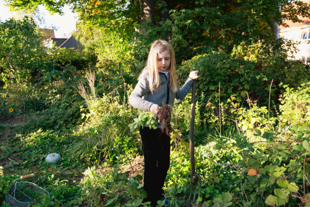 Girl, 10 years old, holding a bunch of potatos with red skin in her hand, the potatoes are still atched to the plant
