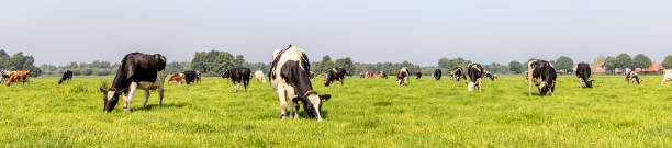 Cows grazing in a field, a herd and a wide panorama view