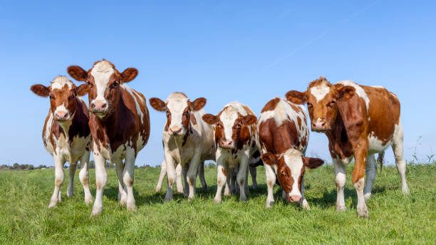 istock Pack cows together in a field, red and white, happy and curious, a blue sky 2066278487