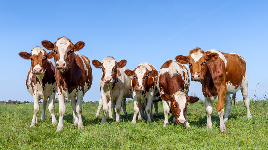 A wide-view shot of a group of cows at a farm in North East, England.