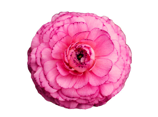 istock A pink ranunculus flower isolated on white 2066287328
