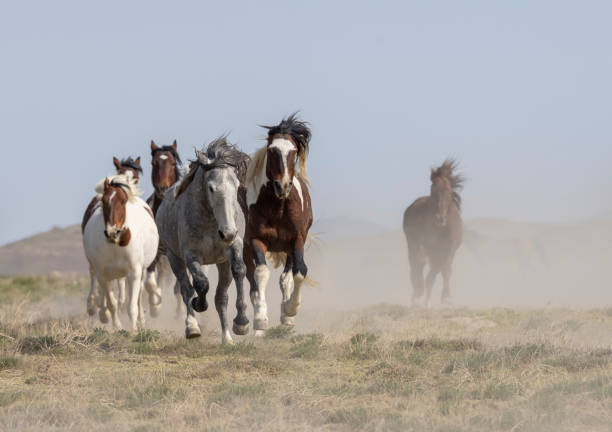 istock Wild Horses in Utah in Springtime 2066295198
