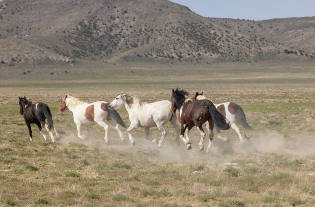 istock Wild Horses in Utah in Springtime 2066295201