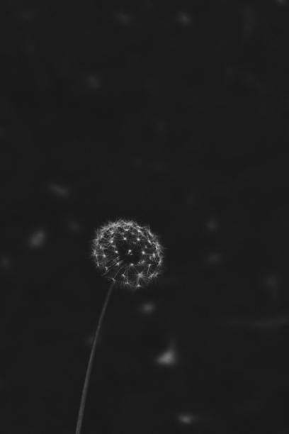 close up of a dandelion - black background - copy space
