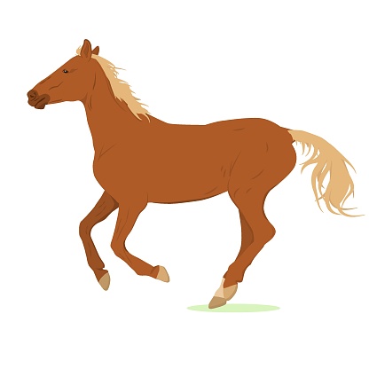 vector illustration of a brown horse. Isolated on a white background. The theme of equestrian sports, animal husbandry, veterinary medicine and agriculture