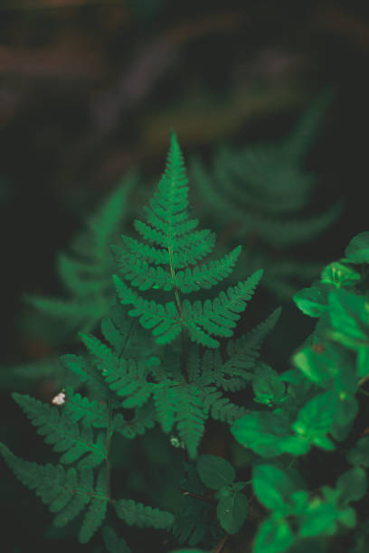 closeup shot of a fern leaf