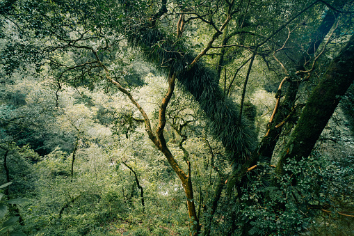 Cloud Forest in Argentina, panoramic view of the tropical jungle . High quality photo