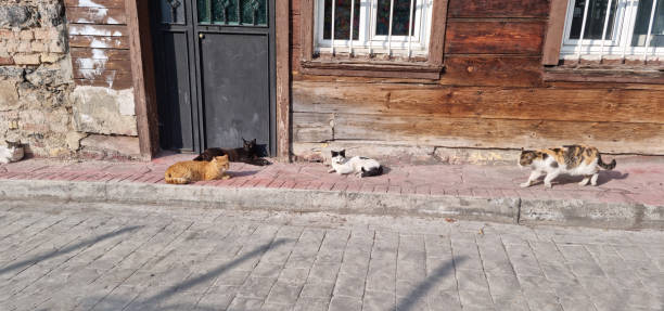 istock Homeless cats resting at outdoors 2066329688