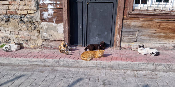 Lot of Homeless Cats are Sitting Together in a city street stock photo