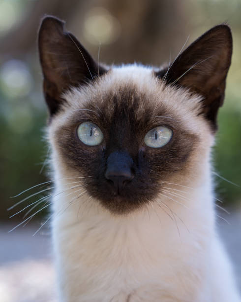 istock Cute kitten siamese cat outdoors 2066338162