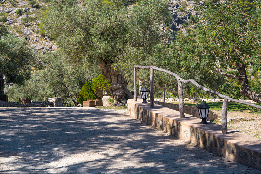 Scenic view of olive trees with twisted trunks. A wide asphalt road among an olive garden. A wooden fence with lanterns. Mallorca Island, Spain, Balearic Islands