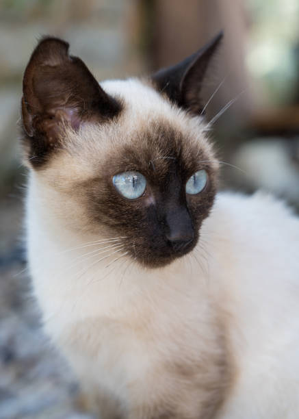istock Cute Siamese cat kitten outdoors with torn ear 2066338695