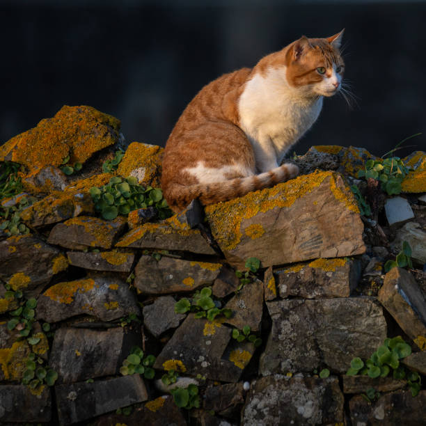 A Cat on a rustic wall during the sunset light in Apulia Beach, Portugal.