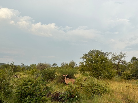 Lone antelope in Kruger national park near Hoedspruit