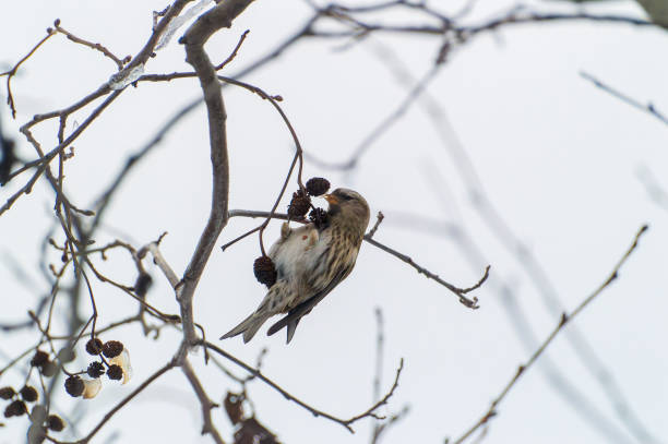 ptak siedzi na gałęzi drzewa z kilkoma jagodami w dziobie - chloris zdjęcia i obrazy z banku zdjęć