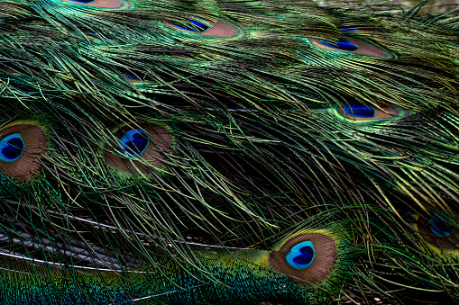 close-up of the head of a peacock