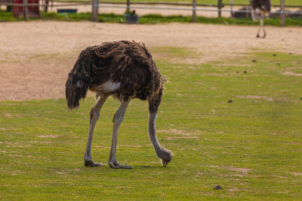istock Side view of ostrich with long neck 2066381325