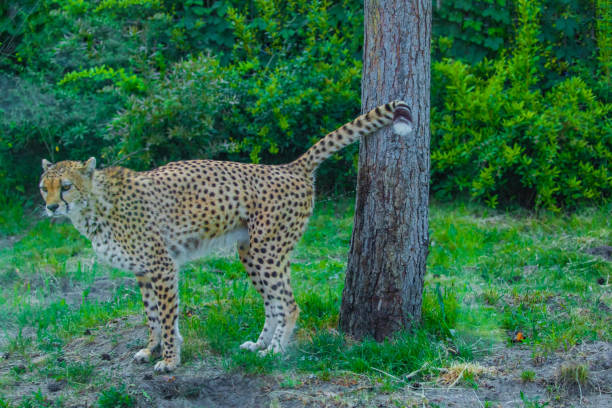 Cute cheetah walks by a lake in the forest