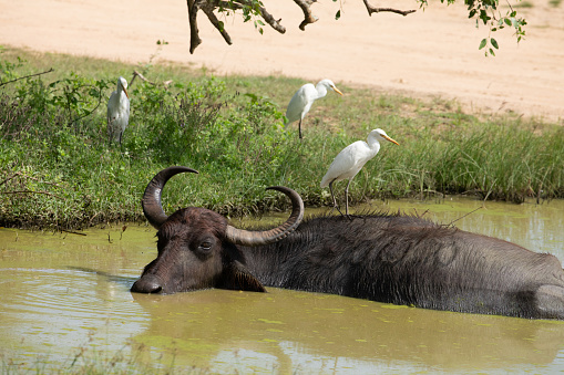 Asiatic water buffalo resting in cool water in Yala, Sri Lanka. several white herons sit around a small pond in which a large bull is basking