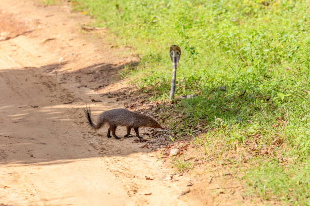 istock mongoose fights with an aggressive cobra in the wild 2066386554