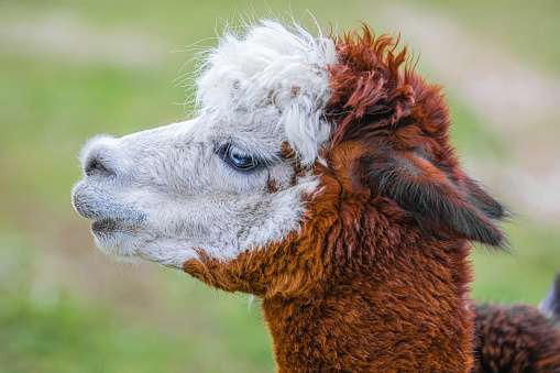 Cute Alpaca with blue eyes on farm. Beautifull and funny animal ( Vicugna pacos ) species of South American camelid.