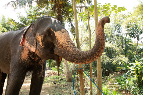 istock large Asian elephant with specific skin color, 2066388630