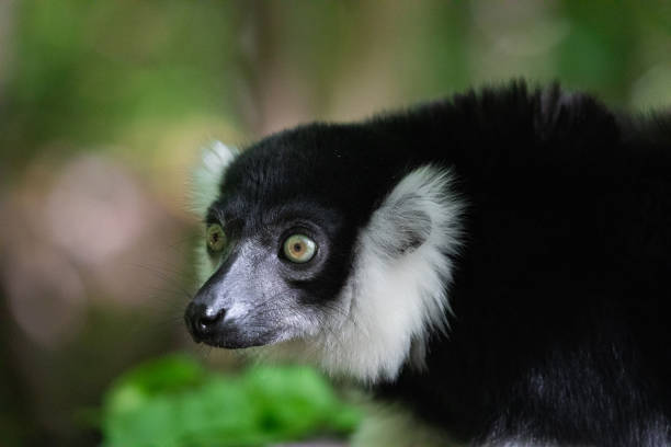 black and white ruffed lemur closeup - czworonogi zdjęcia i obrazy z banku zdjęć