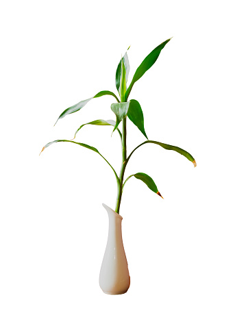 green plant in a pot, isolated. Plant in a vase, isolated.