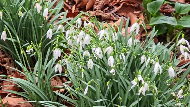 Snowdrops in the wind on a spring day