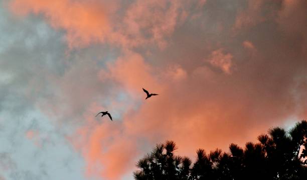 sunset splash across the clouds - color image light pink dramatic sky imagens e fotografias de stock