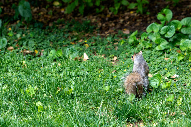 A squirrel enjoying the extensive grassy field in Central Park, which is a public urban park located in the metropolitan district of Manhattan, in the heart of the Big Apple in New York City (USA).
