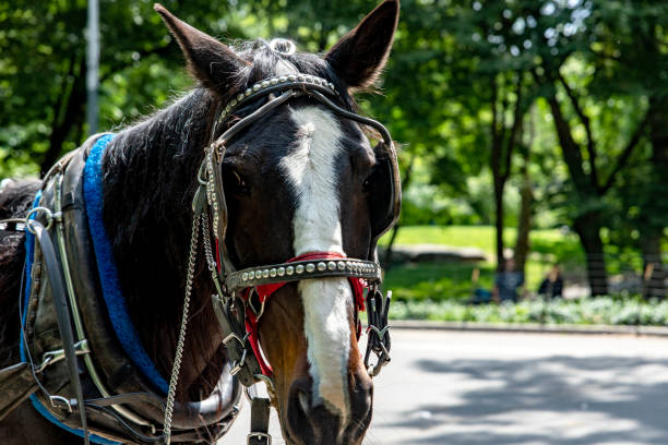 Rickshaw or horse-drawn carriage ride in Central Park, which is a public urban park located in the metropolitan district of Manhattan, in the Big Apple of New York City (United States).