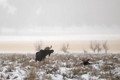 Bull moose in rutting season, Grand Teton National Park on a beautiful day.