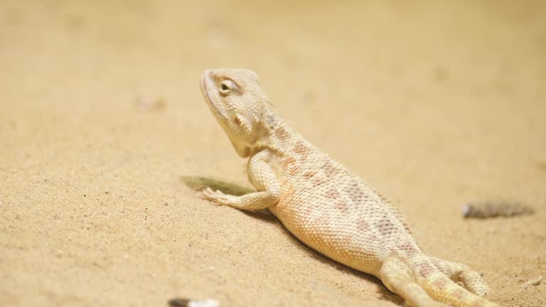 Iguania: Terrestrial Reptile Lizard with Scaled Tail on Sandy Landscape