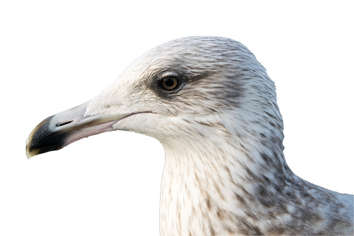 Young gull Larus marinus, close-up view