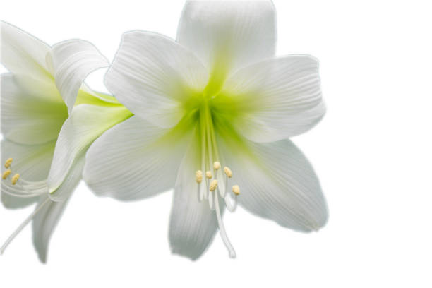 White Hippeastrum flower, closeup photo over blurred blue background