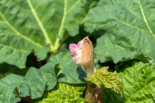 Rhubarb with a flower bud