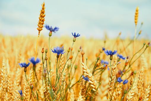 Golden agricultural wheat field with blue cornflowers on sky background. Farm landscape.